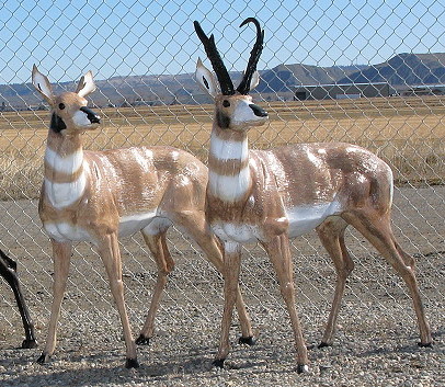 Antelope