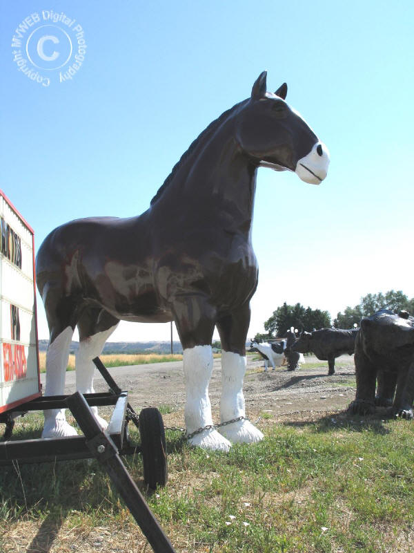 Clydesdale Horse