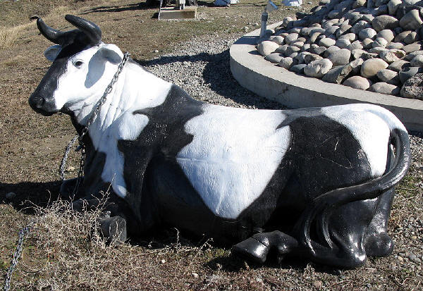 Laying Cow