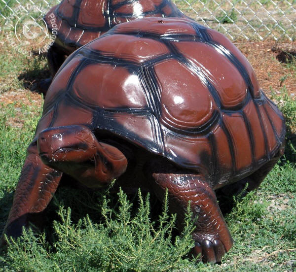 Jumbo Turtle