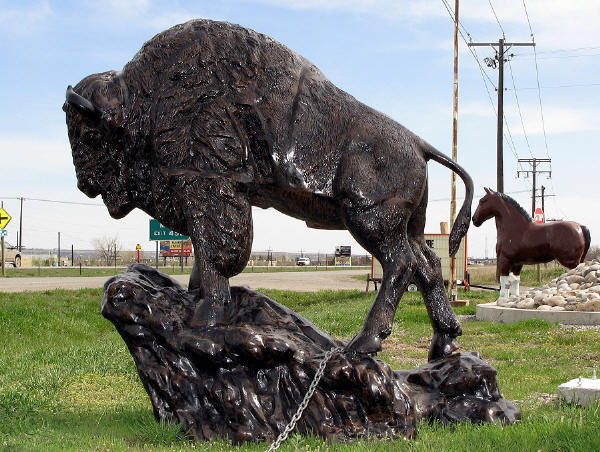 Buffalo On A Rock