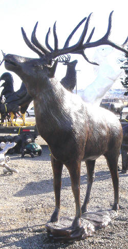 Mountain Elk